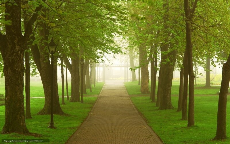 Path in Park with Trees