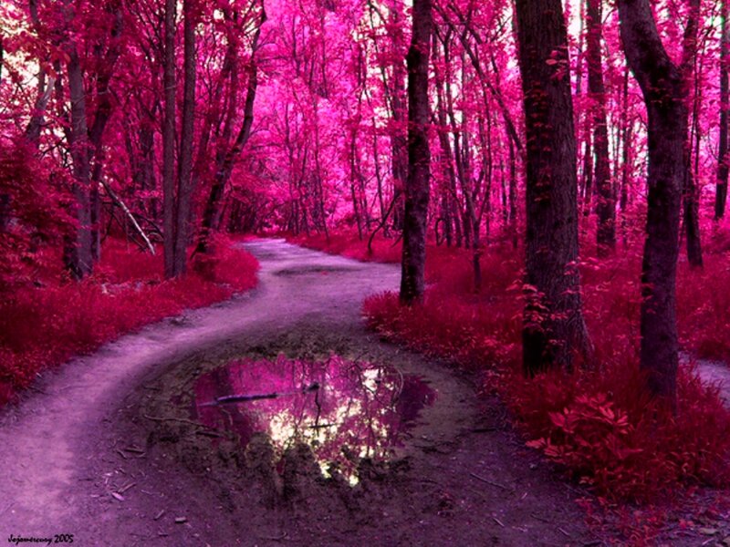 Path in Pink Forest