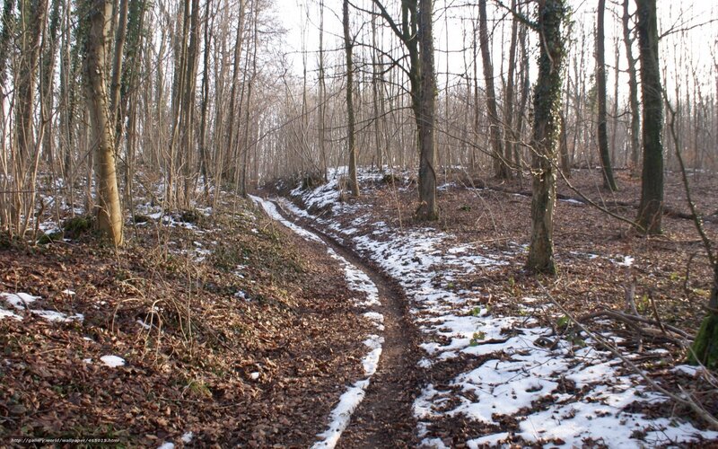 Path in Snowy Forest — Brown, Quiet