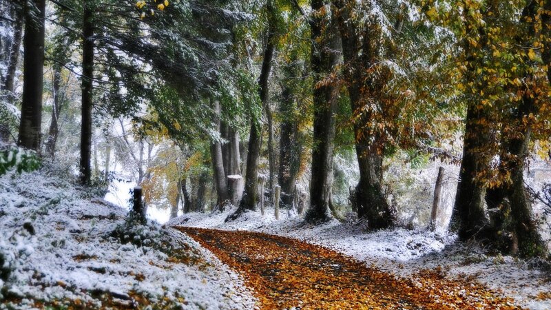Path in Snowy Forest — Brown, Serene