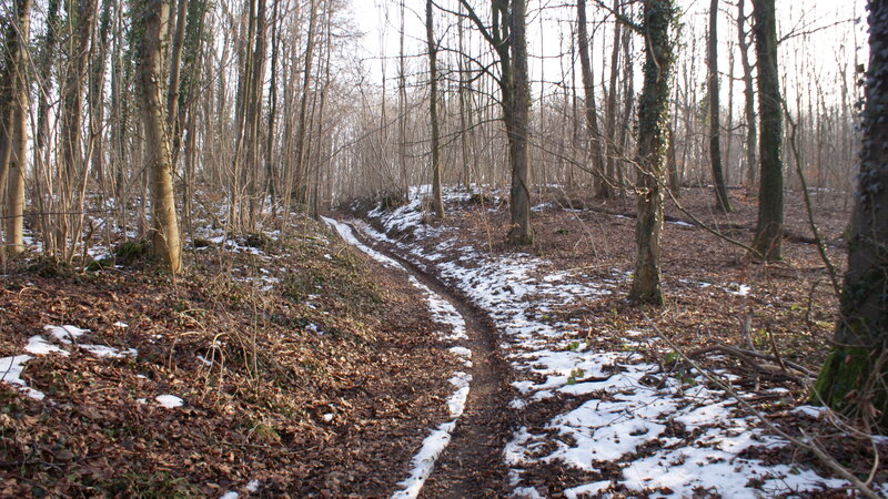 Path in Snowy Forest — Brown, Serene, Winter