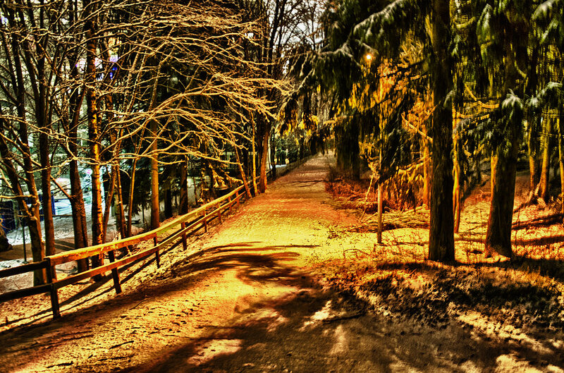 Path in Snowy Forest — Brown