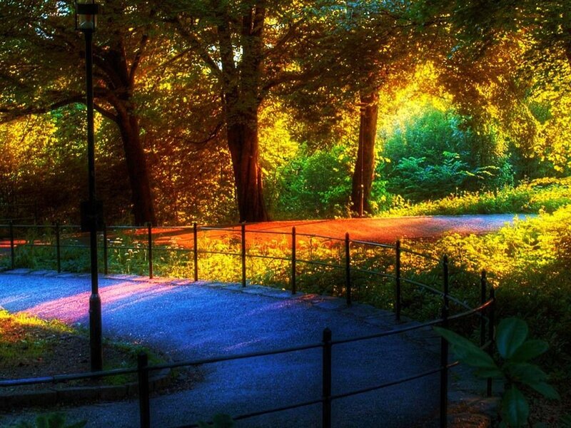 Path in Sunlit Park — Green, Serene