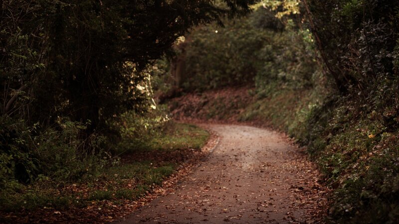 Path in Wooded Area — Green