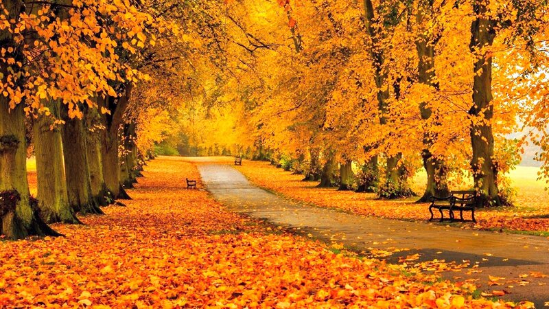 Path Lined with Autumn Trees — Orange, Serene