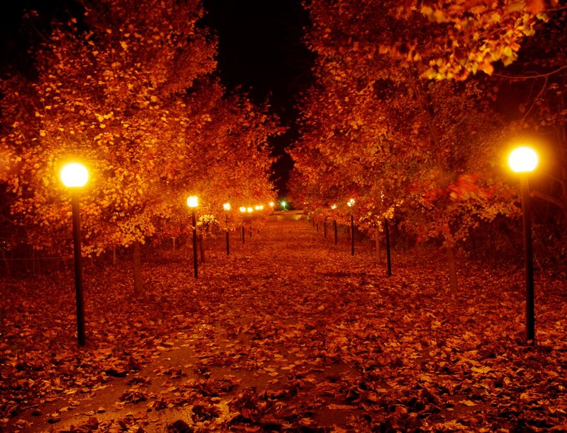 Path Lined with Autumn Trees — Orange