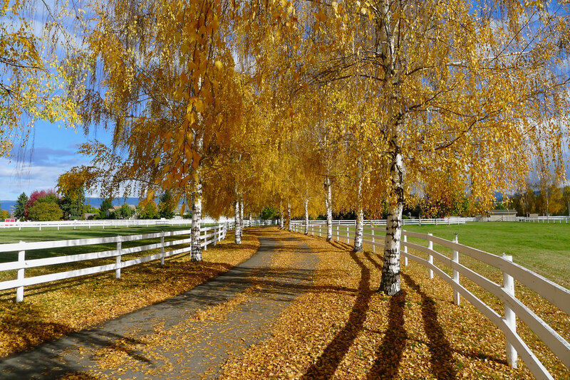 Path Lined with Birch Trees