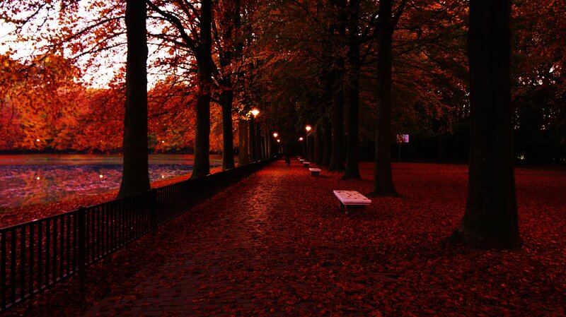 Path Lined with Trees — Red
