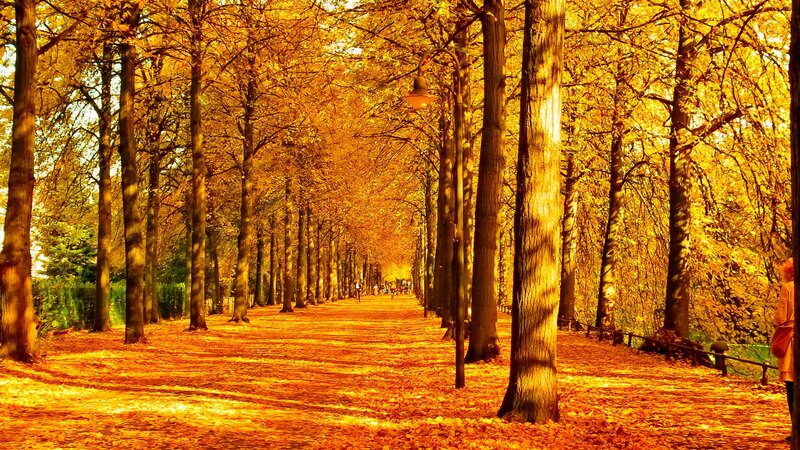 Path Lined with Trees