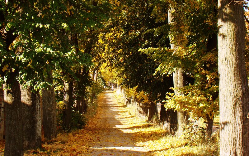 Path Lined with Trees — Yellow, Serene