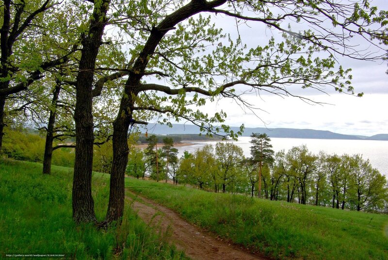 Path Near Lake with Trees