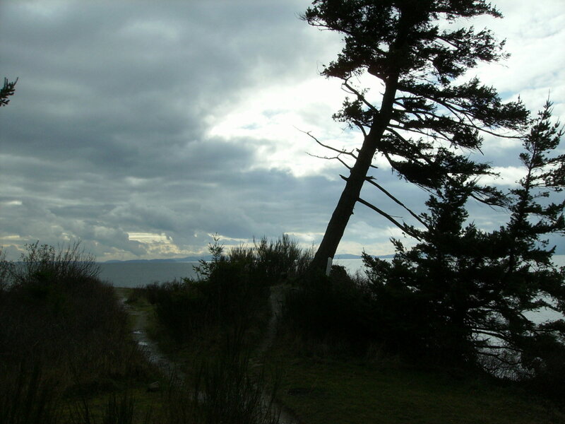 Path Near Ocean with Trees