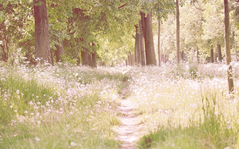 Path through a dandelion field