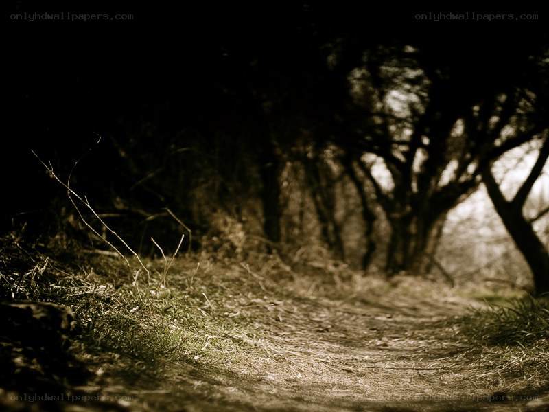 Path through a dark forest
