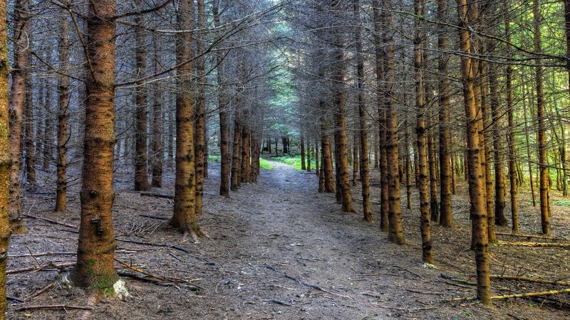 Path through a dense forest