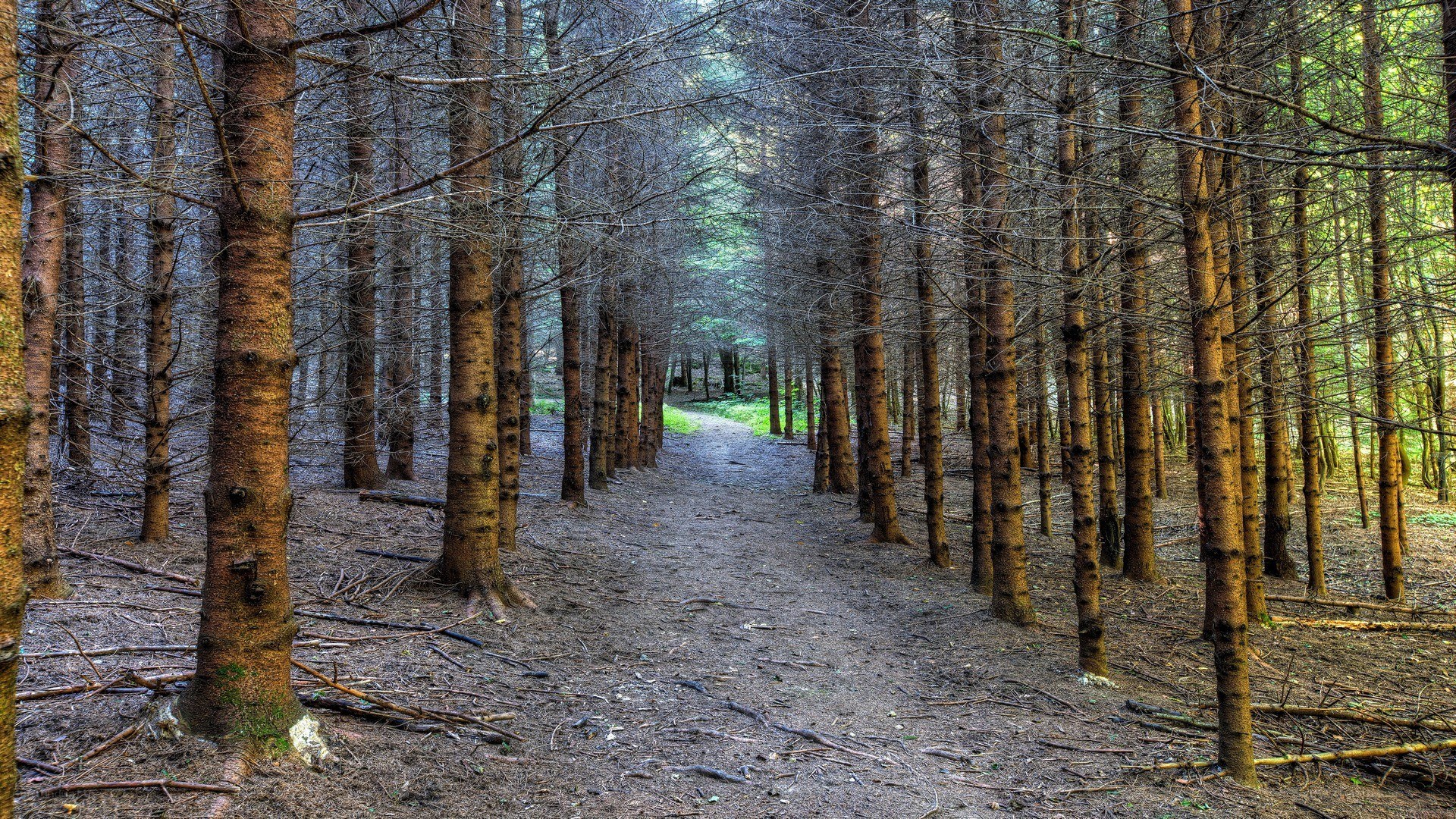 Path through a dense forest