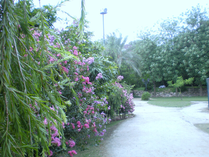 Path through a flowering garden