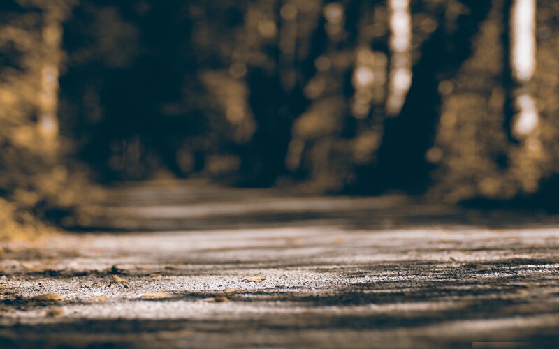 path through a forest