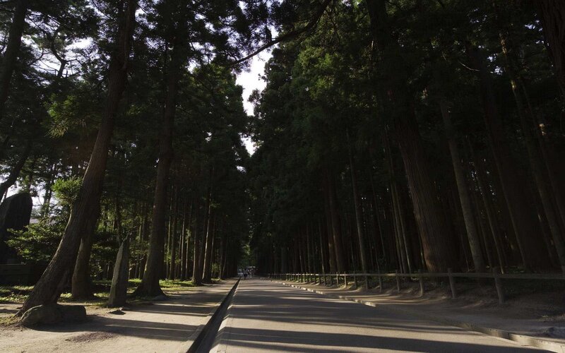Path through a forested avenue