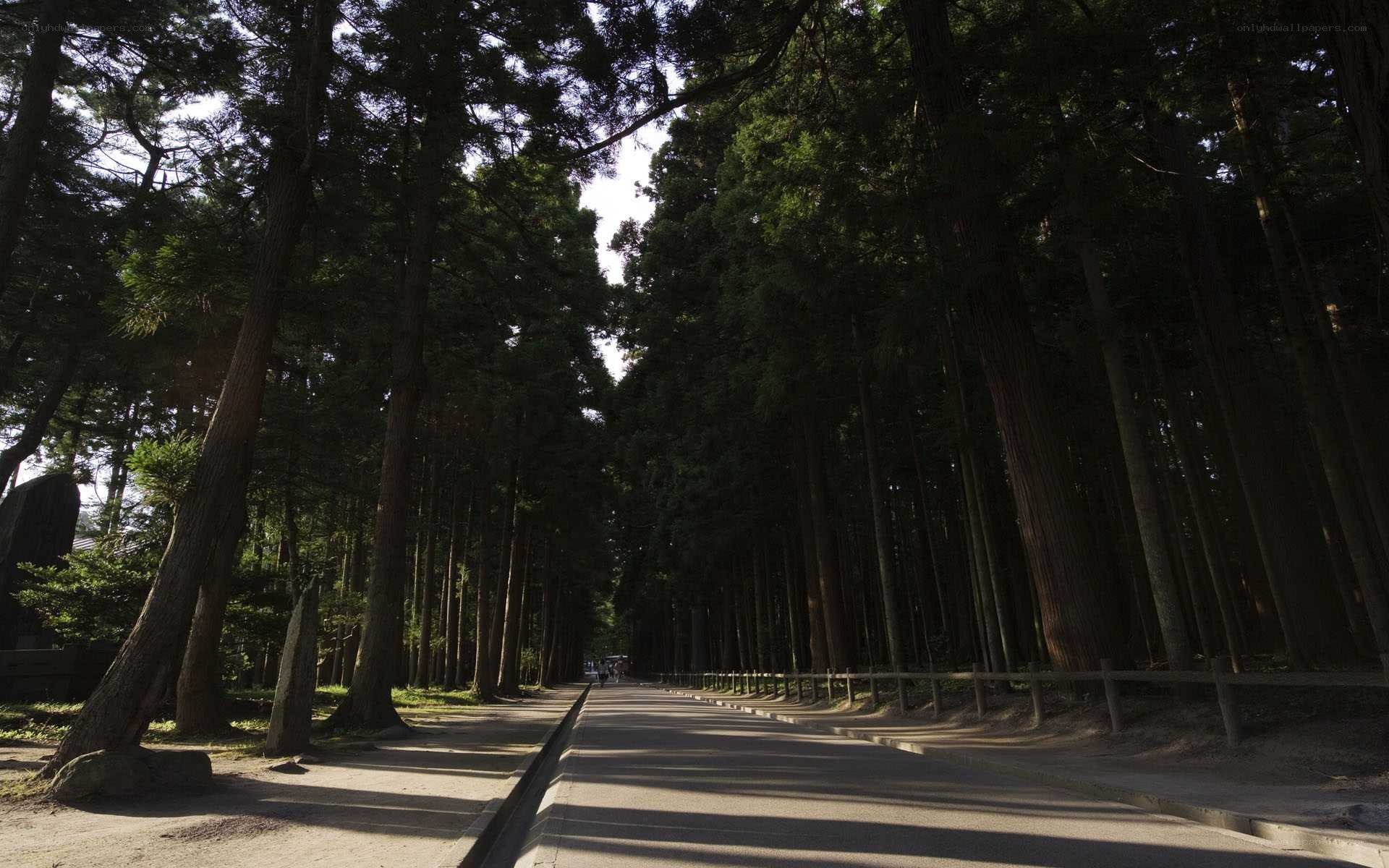 Path through a forested avenue