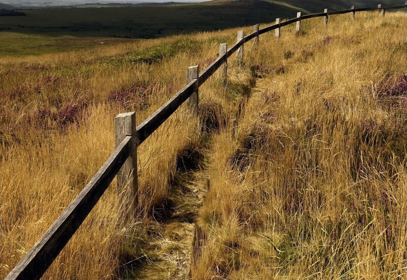 Path through a golden field