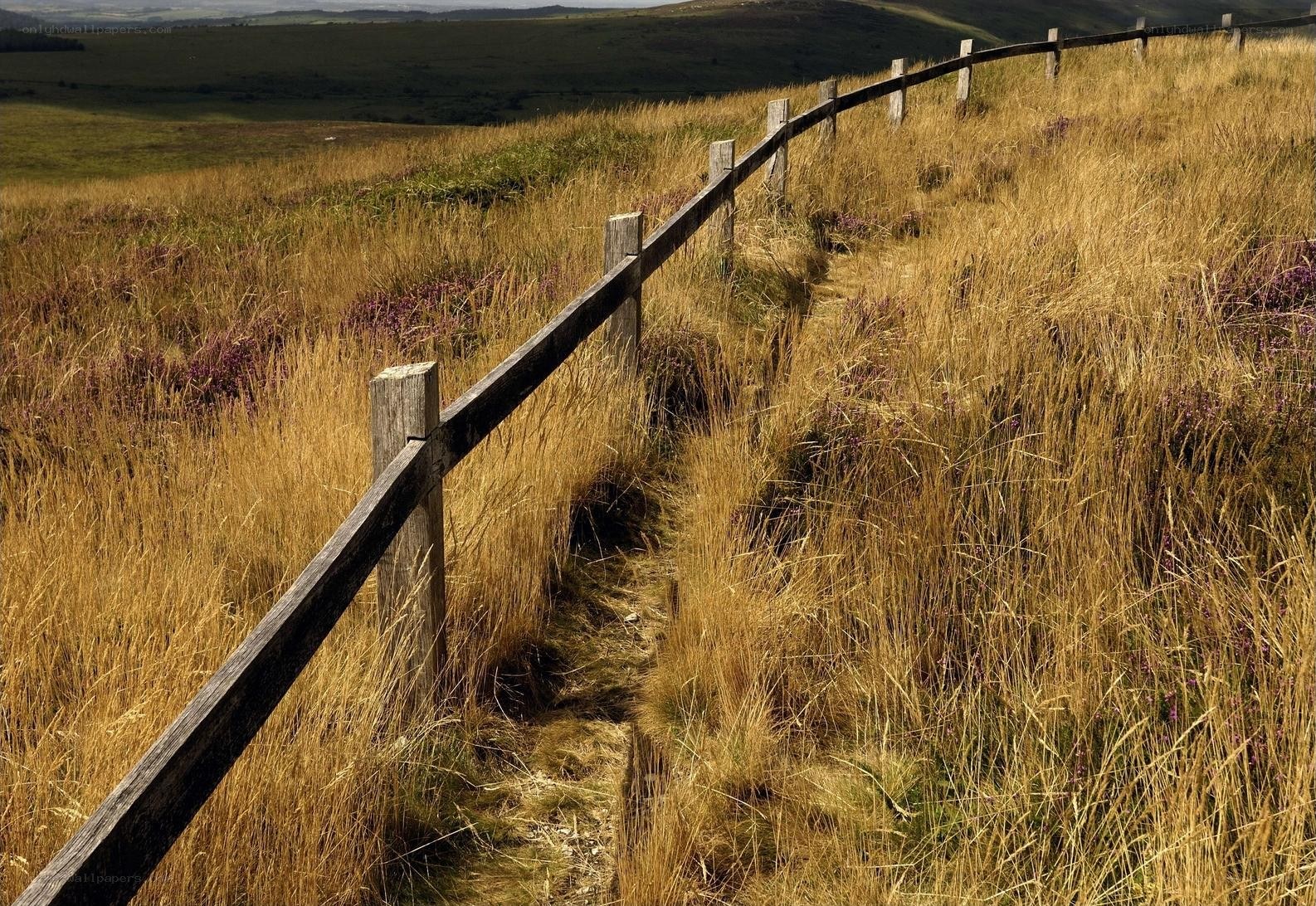 Path through a golden field