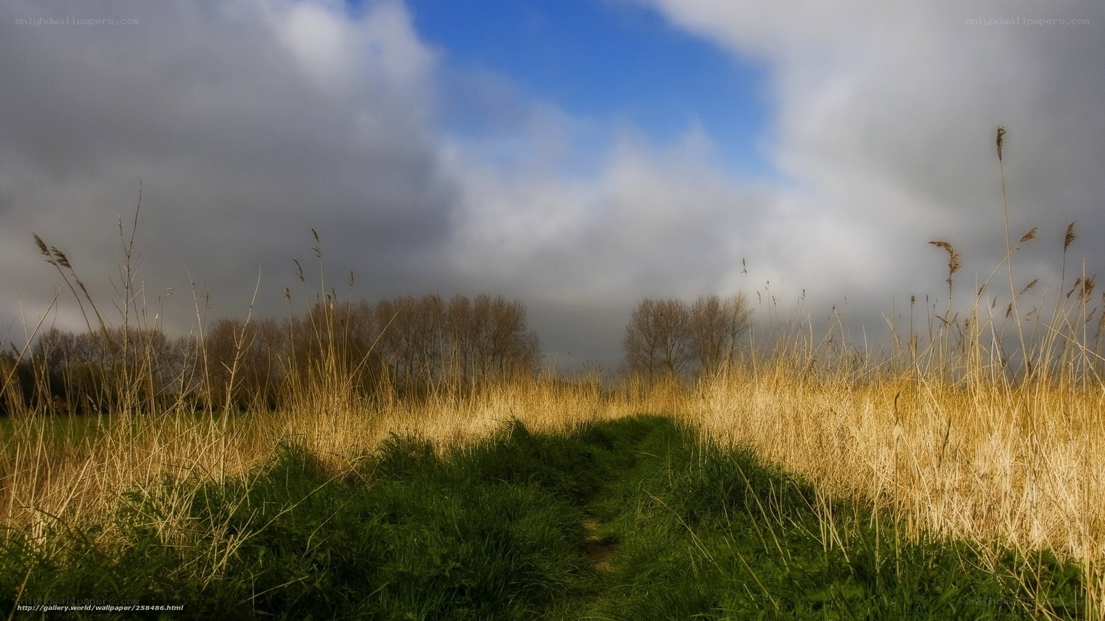 Path through a grassy field