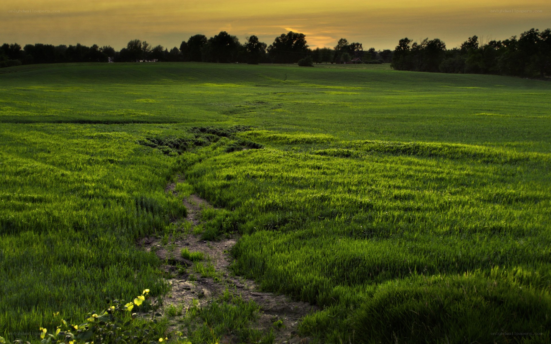 Path through a green field at sunset