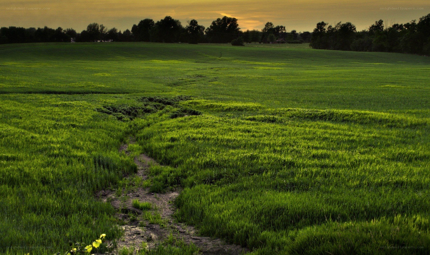 Path through a green field at sunset