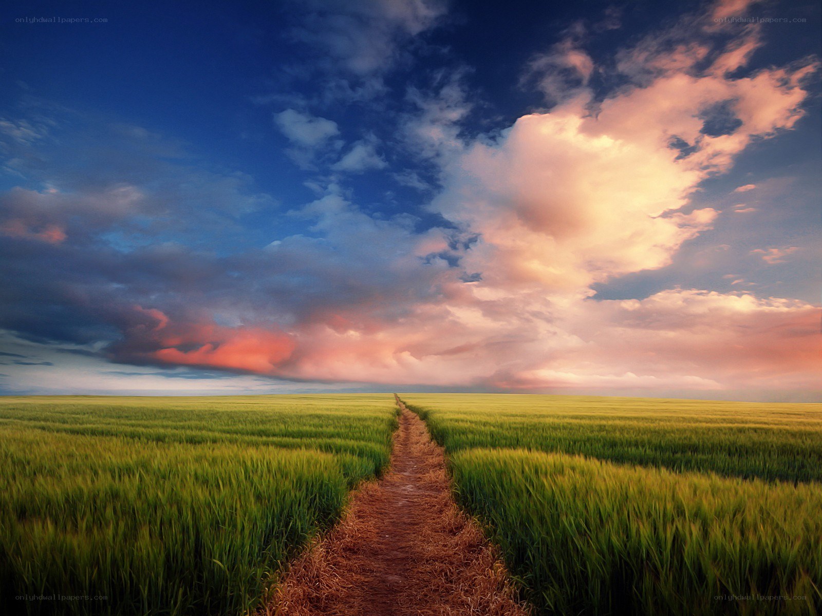 Path through a green field at sunset