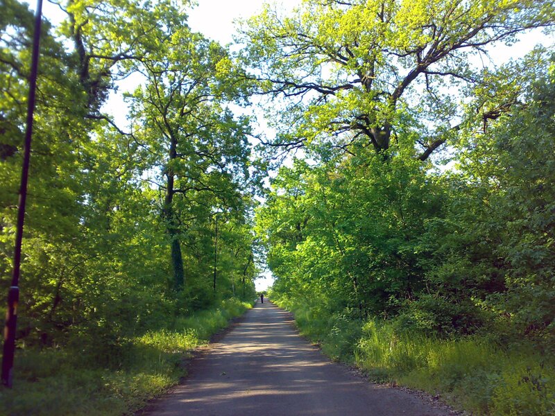 Path through a green forest