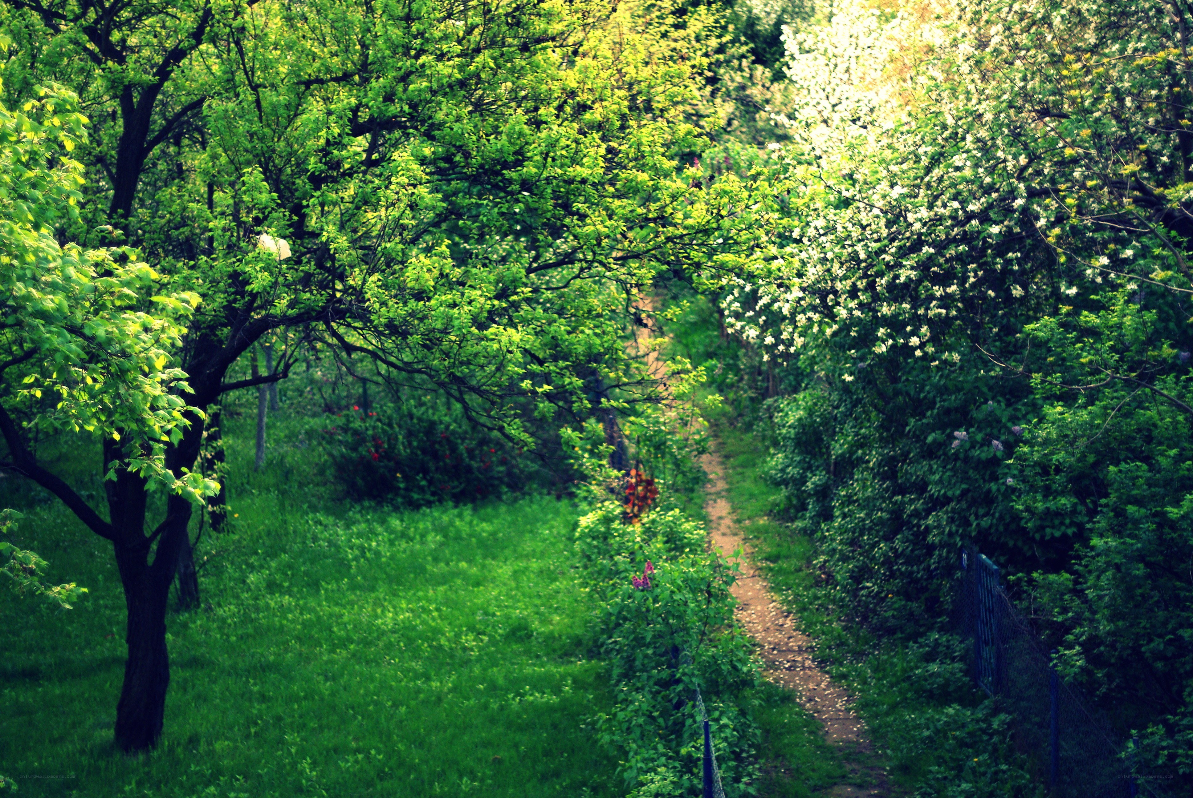 Path through a green forest