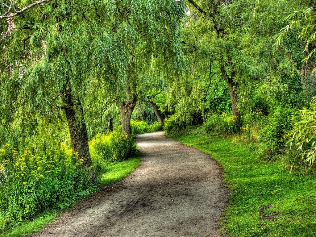 Path through a green forest