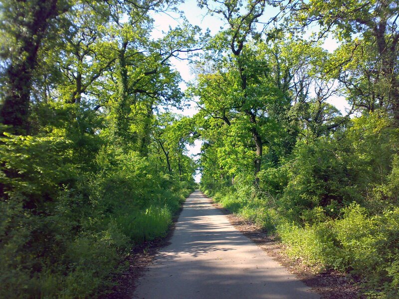 Path through a green forest