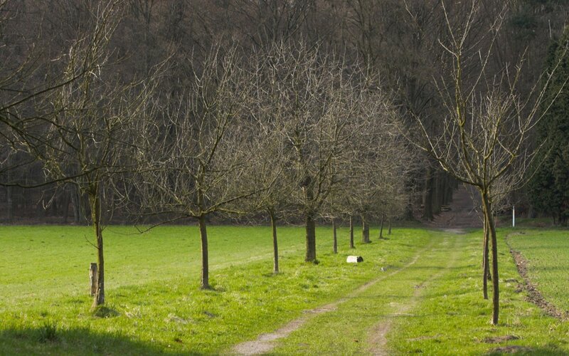 Path through a leafless grove