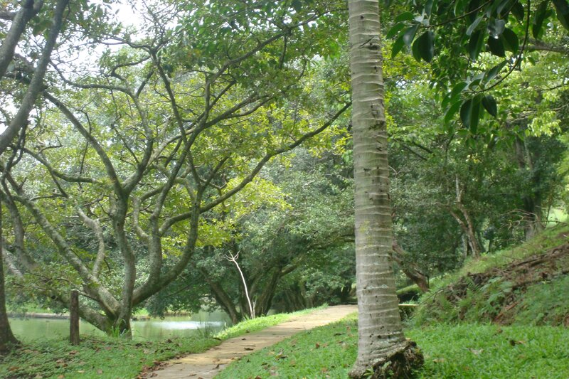 Path through a lush forest