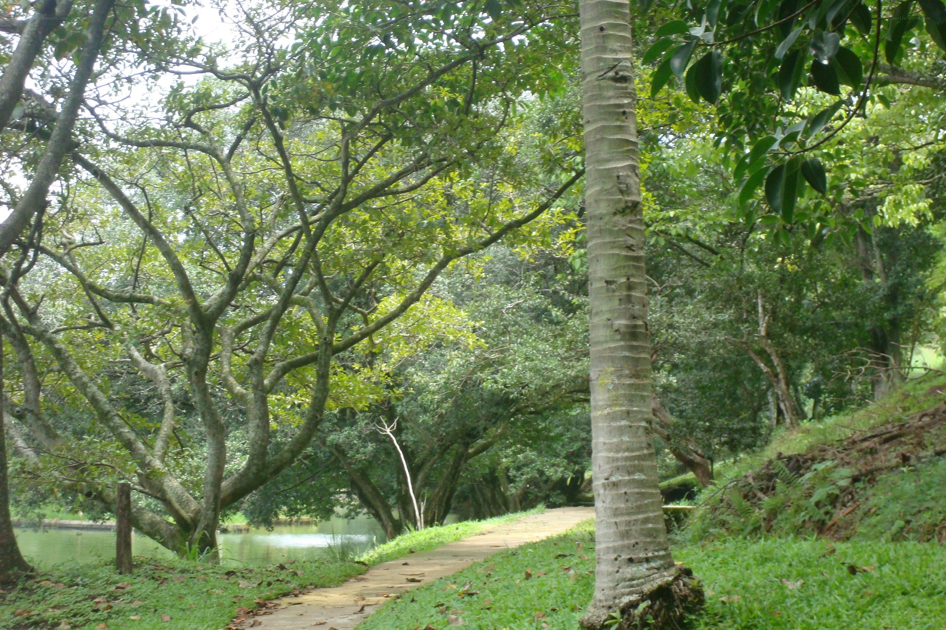 Path through a lush forest