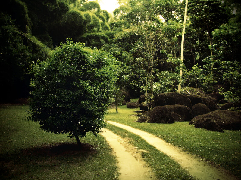 Path through a lush forest