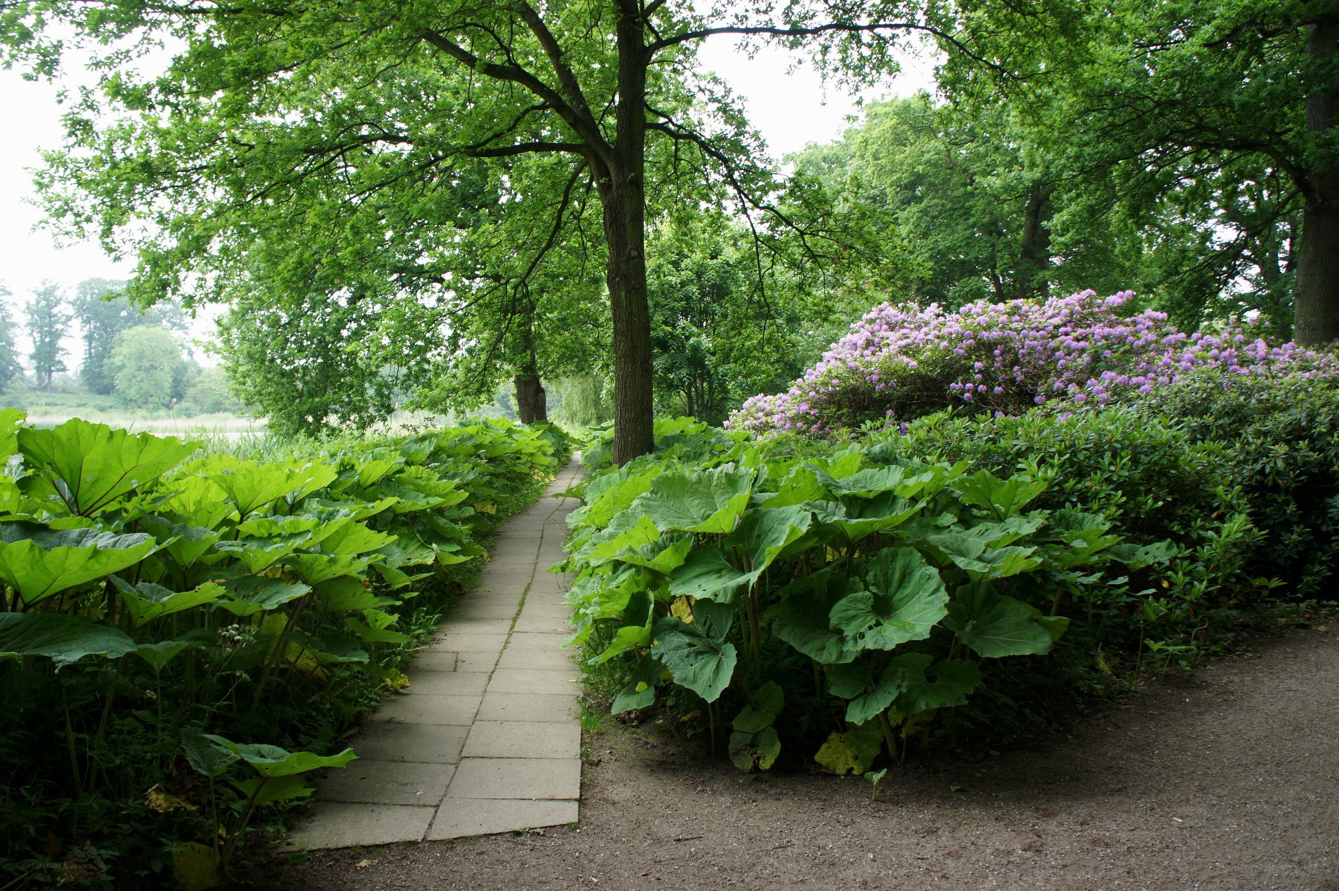 Path through a lush garden