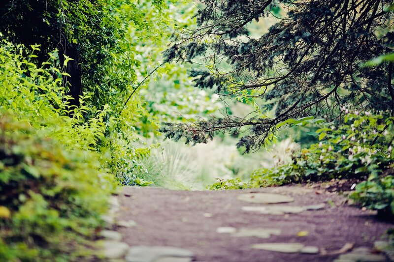 Path through a lush green garden