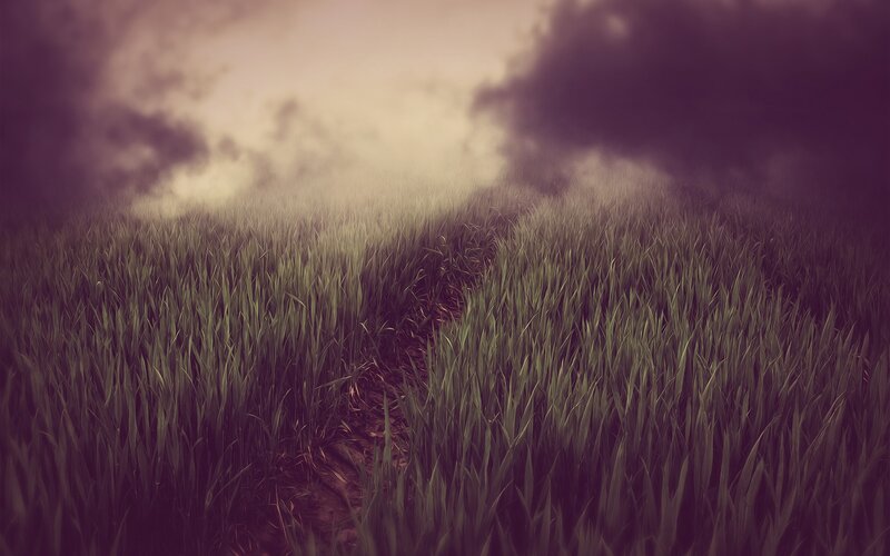 Path through a misty field