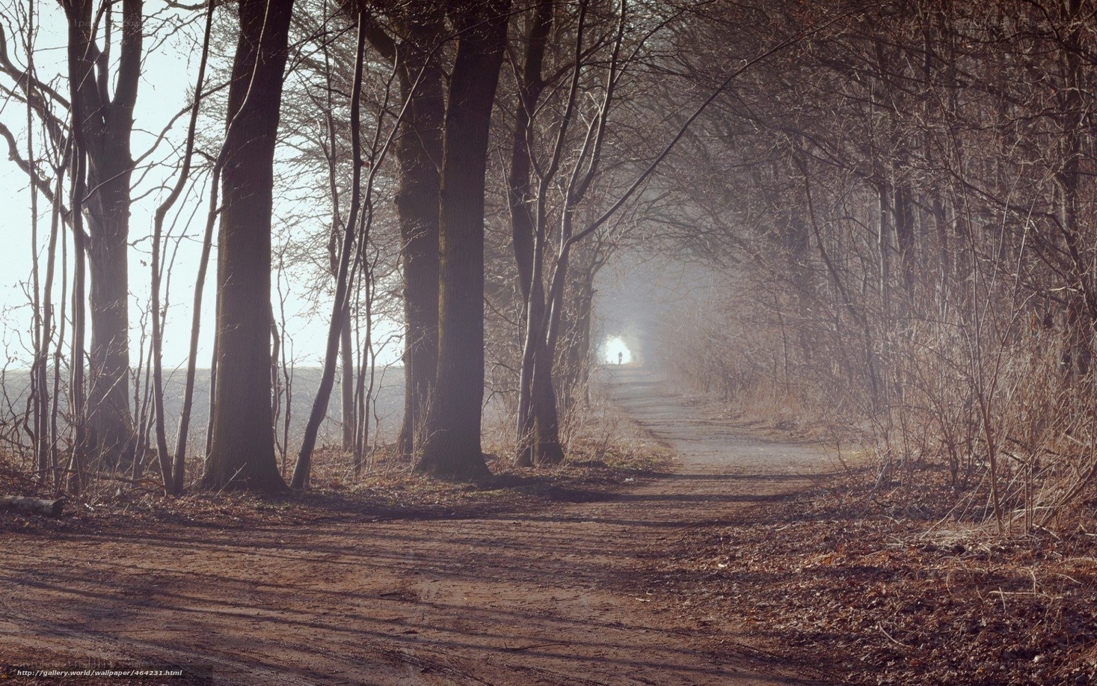 Path through a misty forest