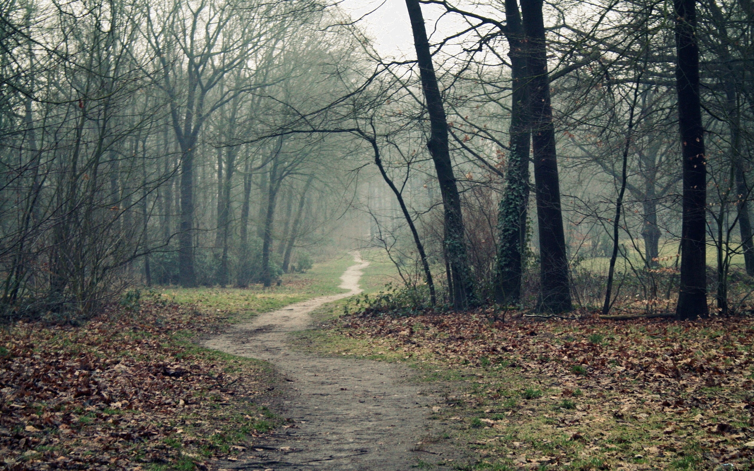 Path through a misty forest