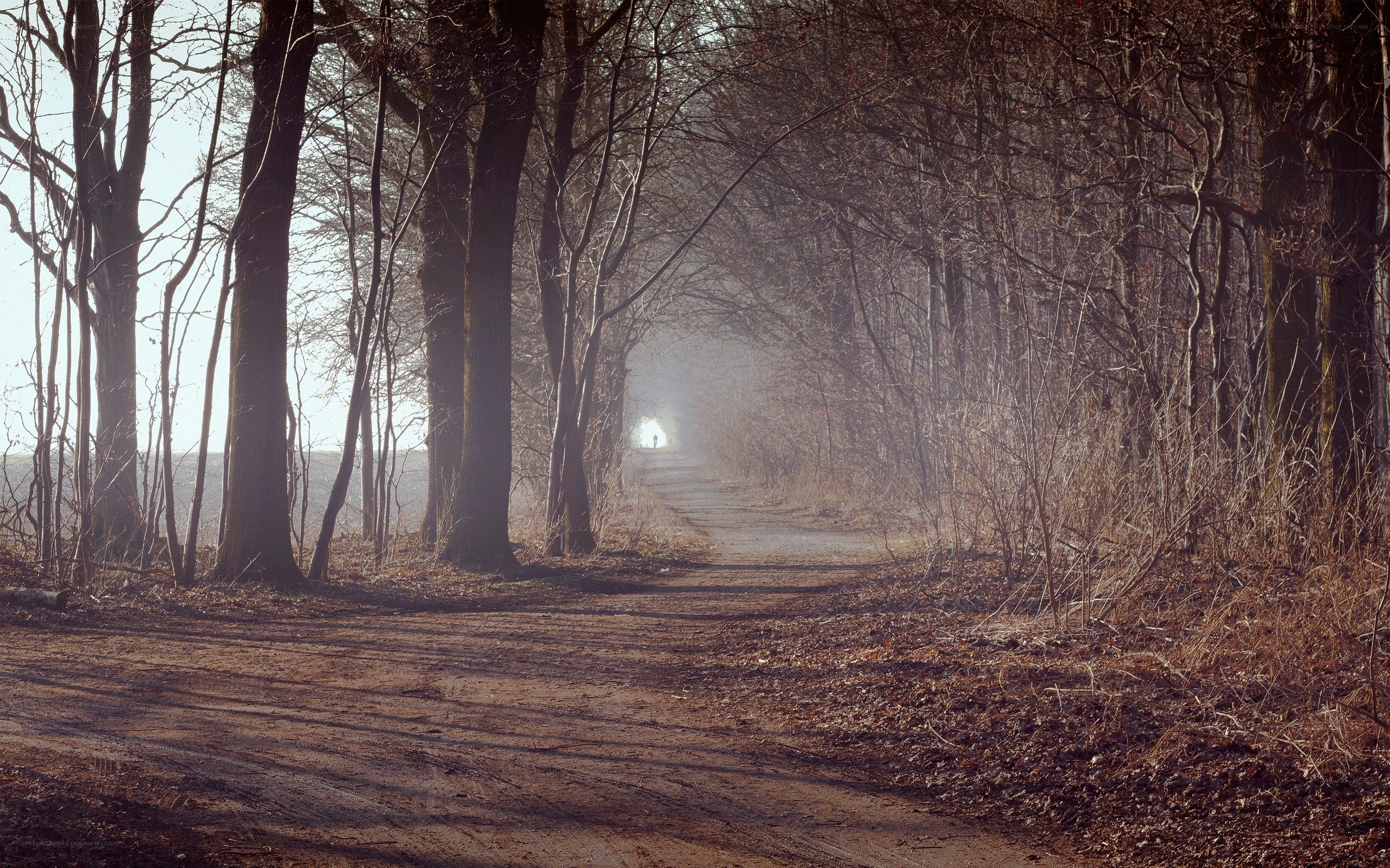 Path through a misty forest