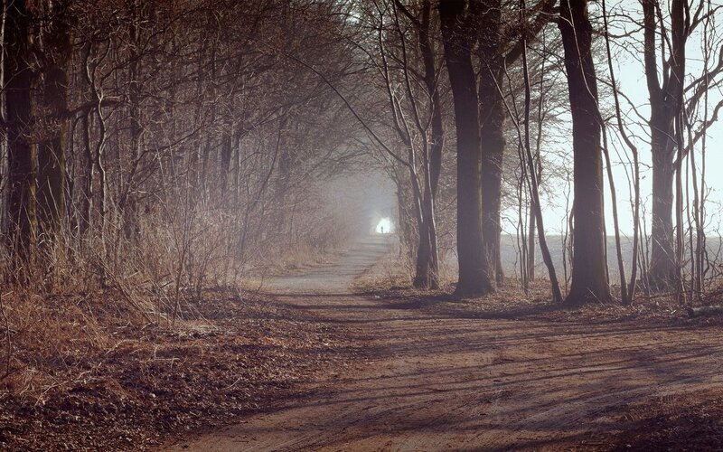 Path through a misty forest