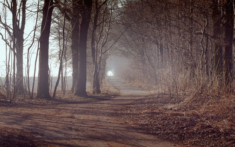 Path through a misty forest