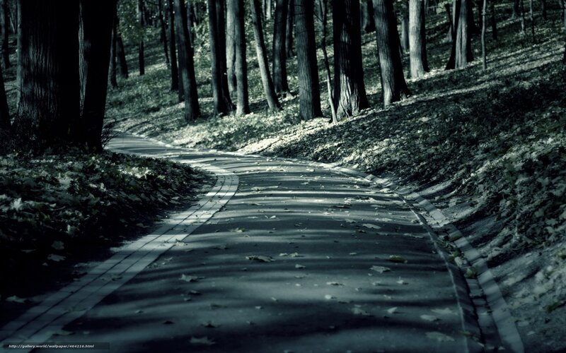 Path through a quiet forest