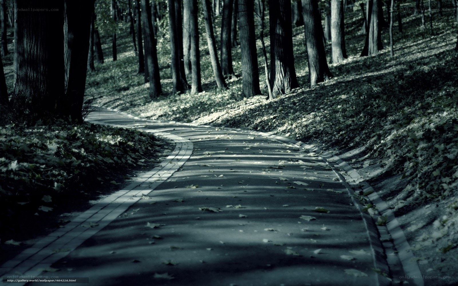 Path through a quiet forest