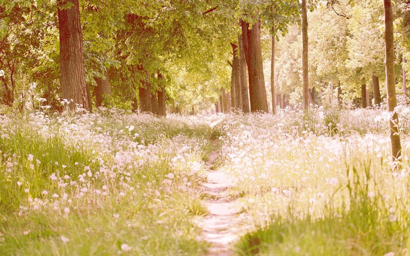 path through a sunlit forest