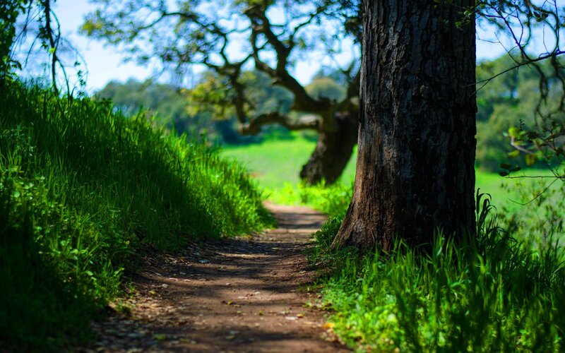 Path through a sunlit forest